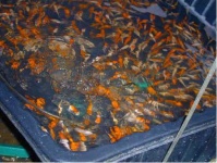image of goldfish
