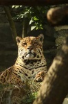 image of jaguar_car