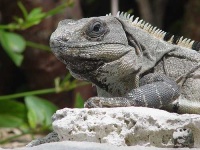 image of common_iguana