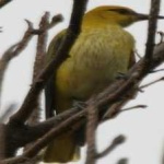 image of bird