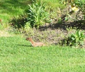 image of weasel