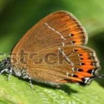 image of hairstreak #6