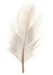 image of feather