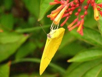 image of sulphur_butterfly #4