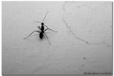 image of ant