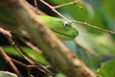 image of green_mamba