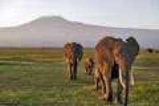 image of african_elephant