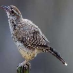image of bird