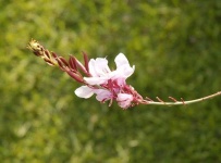image of flower