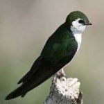 image of bird