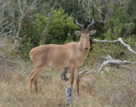 image of animal