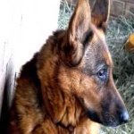 image of german_sheperd #26