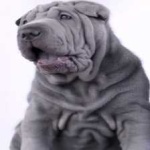 image of shar_pei #15