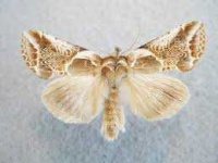 image of moth #5