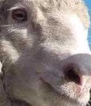 image of animal