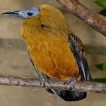 image of bird