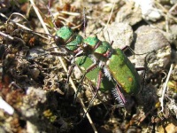 image of tiger_beetle