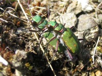 image of tiger_beetle #33