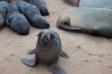 image of animal