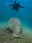 image of dugong