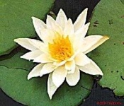 image of water_lilly