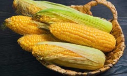 image of sweetcorn #4