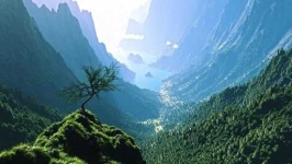 image of jungle