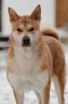 image of animal