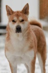 image of shiba_inu #16