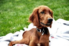 image of irish_setter #2