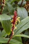 image of flower