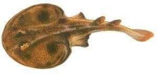 image of electric_ray