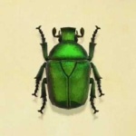 image of beetle #8