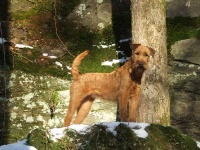 image of irish_terrier #11