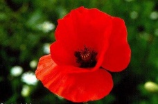 image of flower