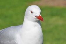 image of seagull