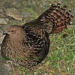 image of bird