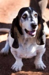 image of basset_hound #0