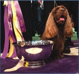 image of sussex_spaniel