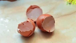 image of egg_shell #5