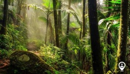 image of tropical_forest
