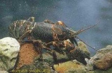image of animal