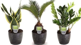 image of house_plant