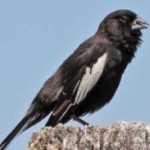 image of bird
