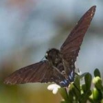 image of animal