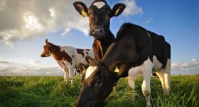 image of animal