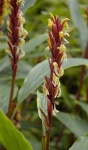 image of flower