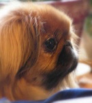 image of pekinese