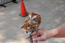 image of animal