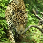 image of jaguar_car